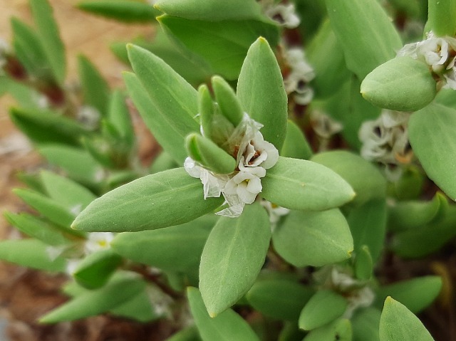 Polygonum maritimum