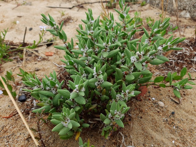 Polygonum maritimum