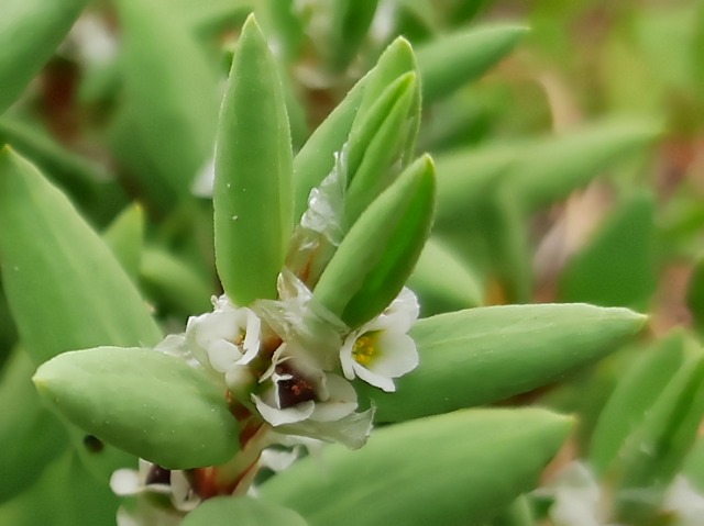 Polygonum maritimum