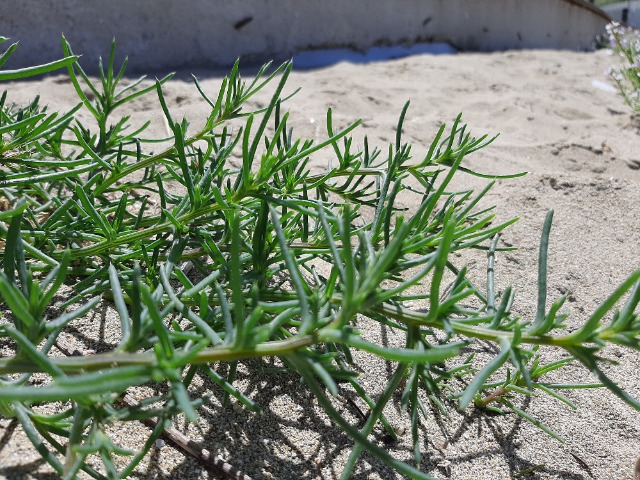 Salsola soda