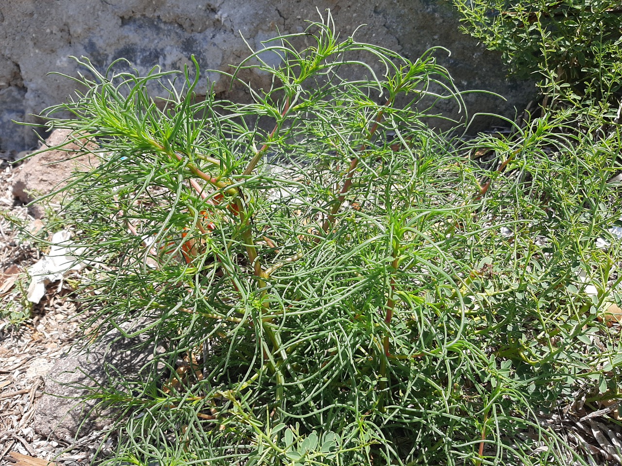 Salsola soda