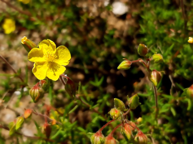 Helianthemum nummularium