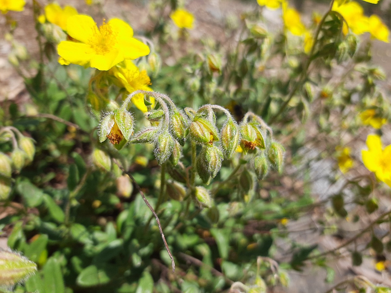 Helianthemum nummularium