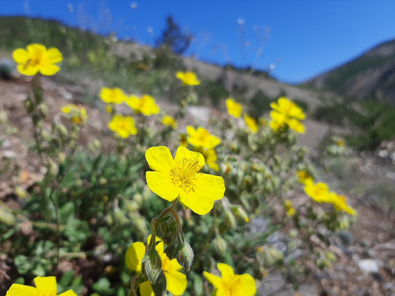 Helianthemum nummularium