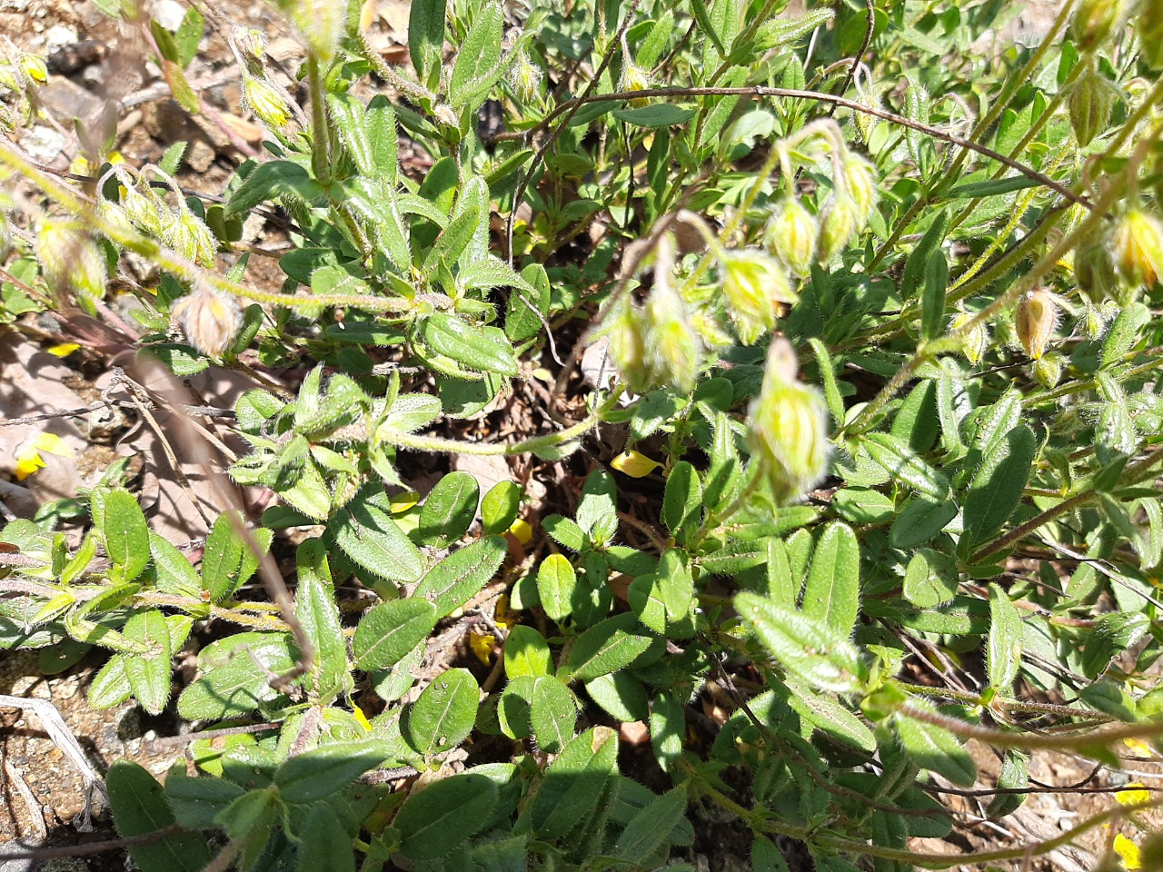 Helianthemum nummularium