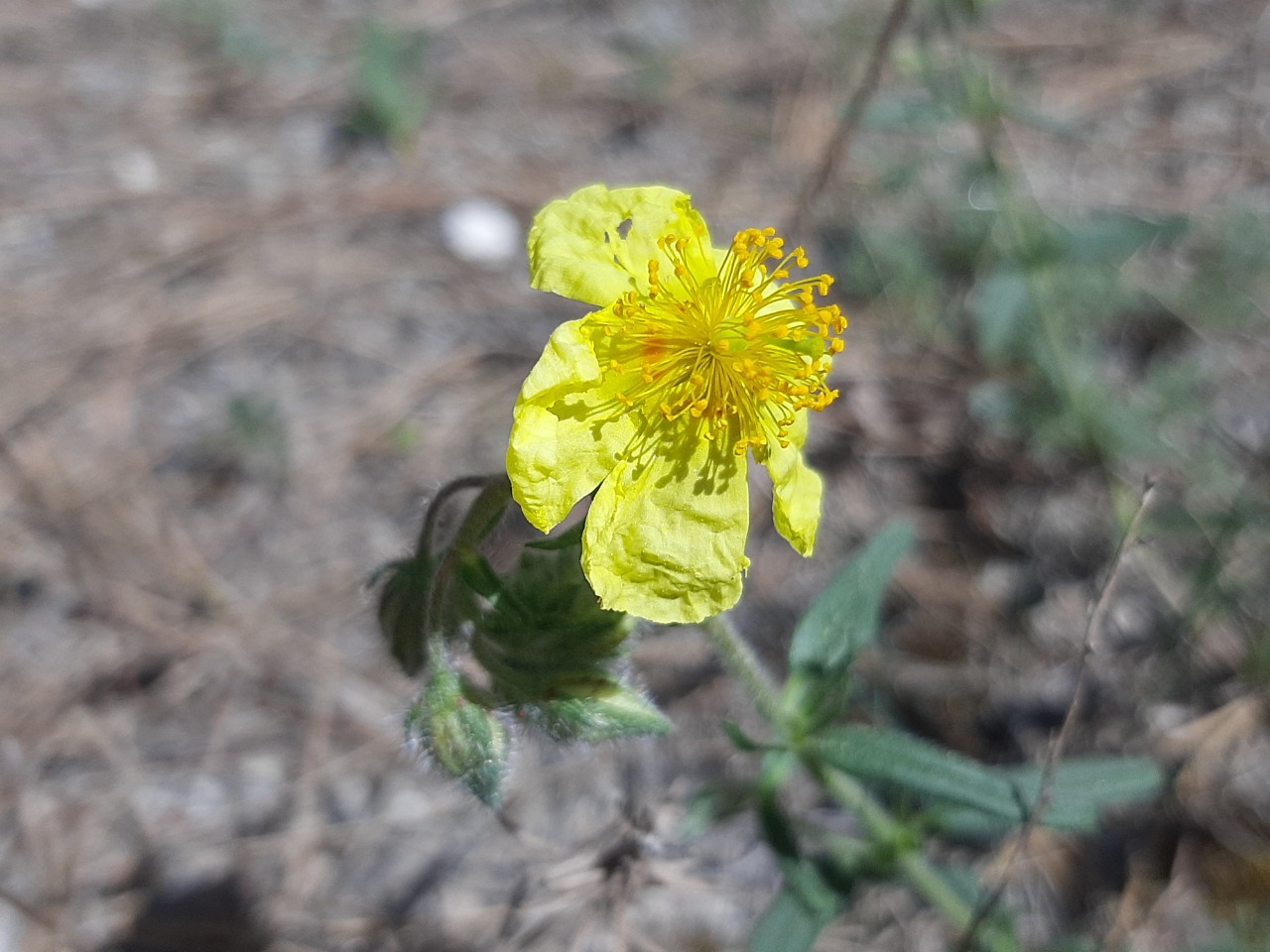 Helianthemum nummularium