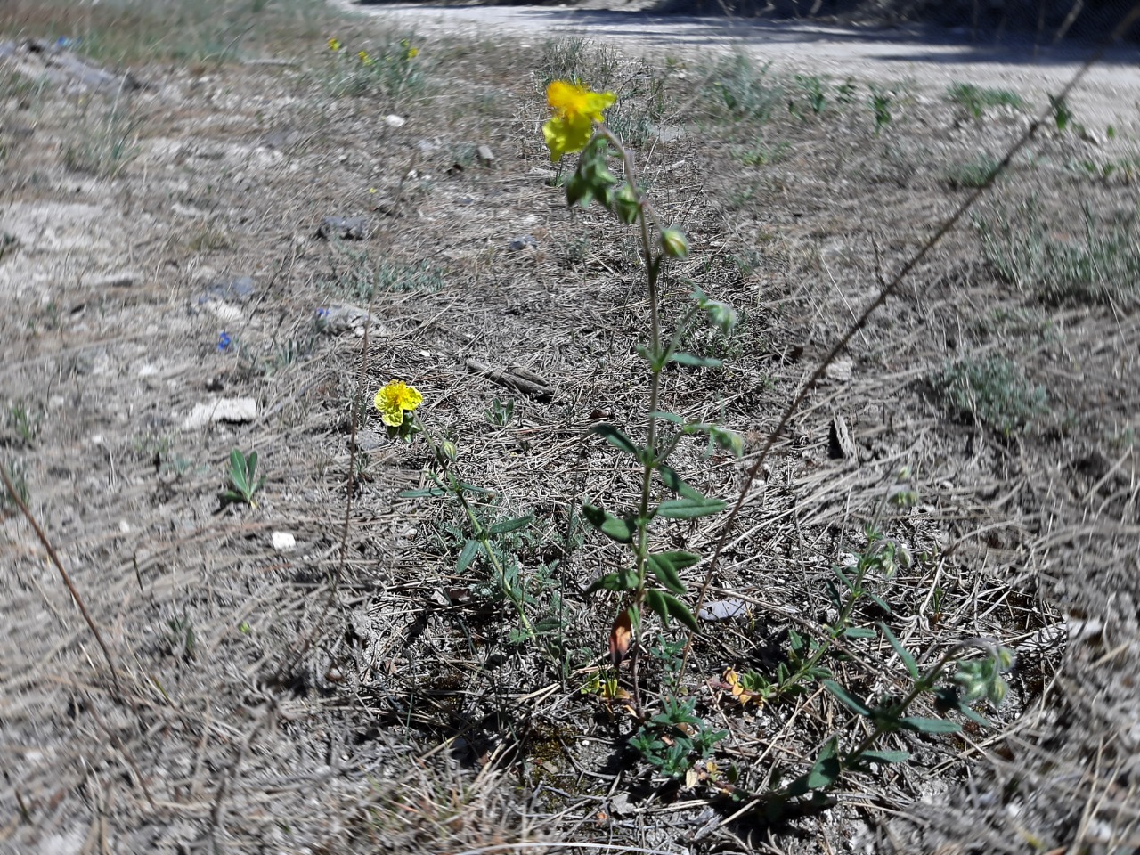 Helianthemum nummularium