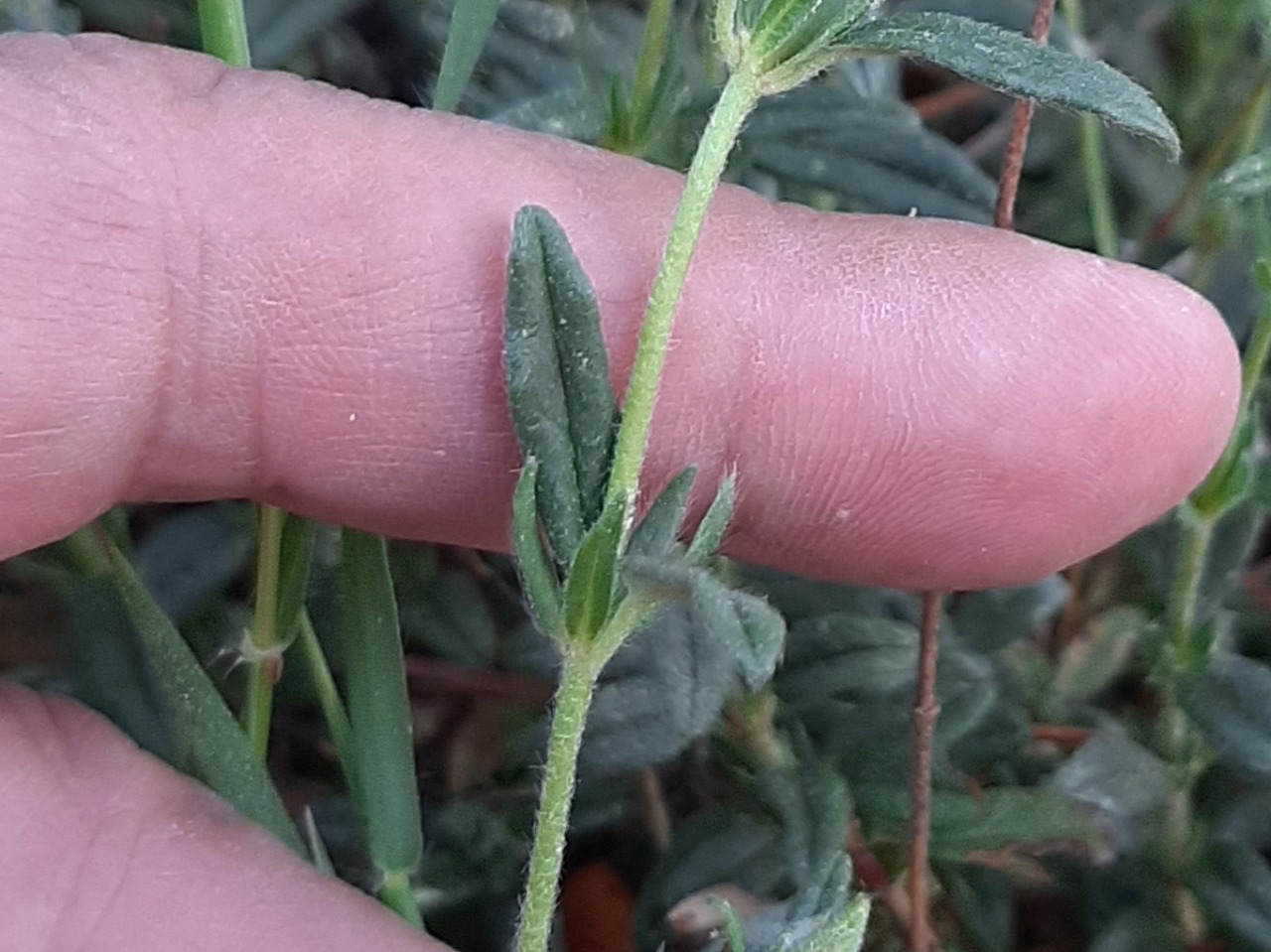 Helianthemum nummularium