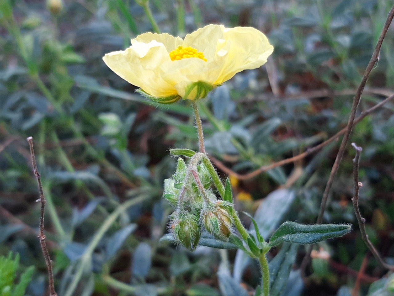 Helianthemum nummularium