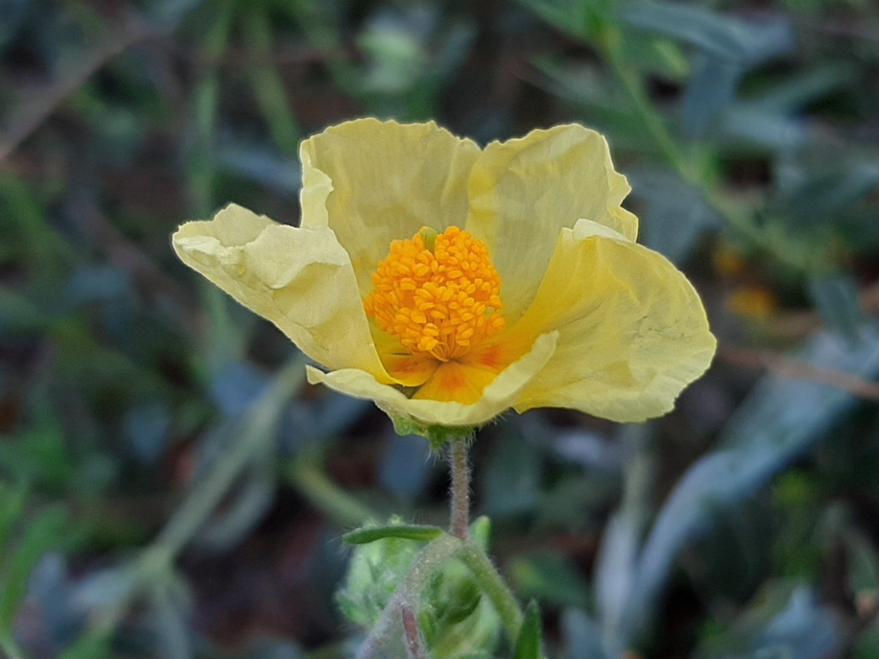 Helianthemum nummularium