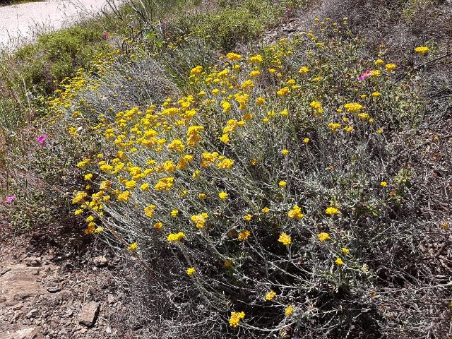 Helichrysum sp.