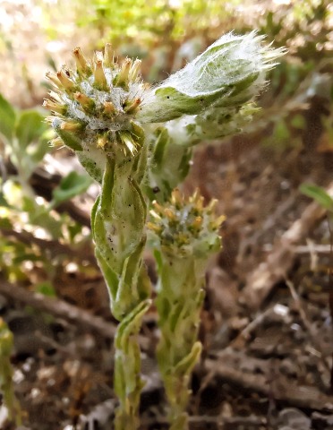 Filago eriocephala