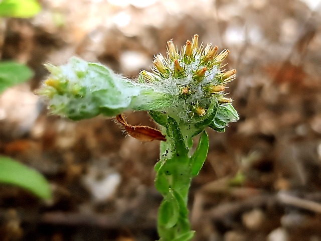 Filago eriocephala