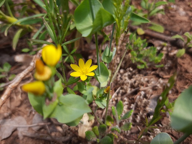 Blackstonia perfoliata