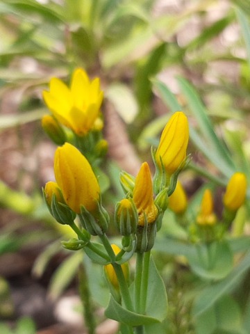 Blackstonia perfoliata