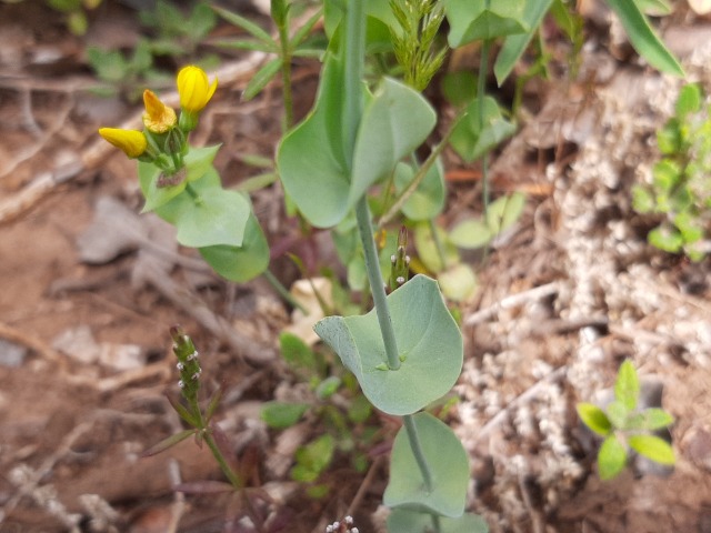 Blackstonia perfoliata