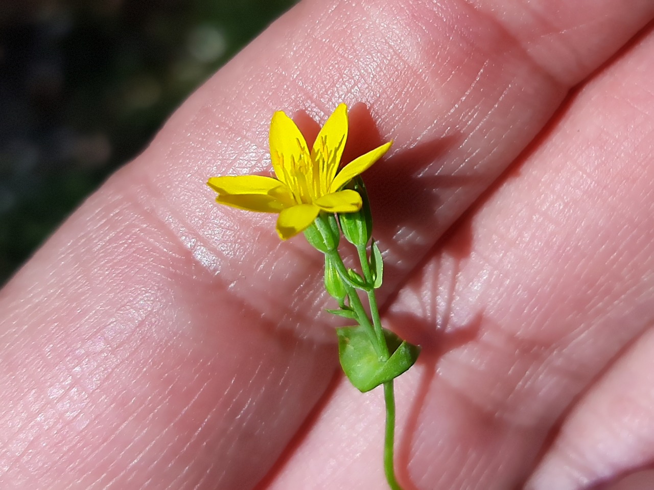 Blackstonia perfoliata