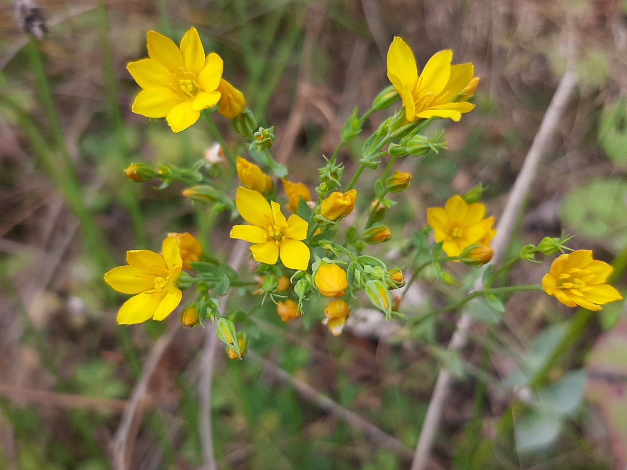 Blackstonia perfoliata