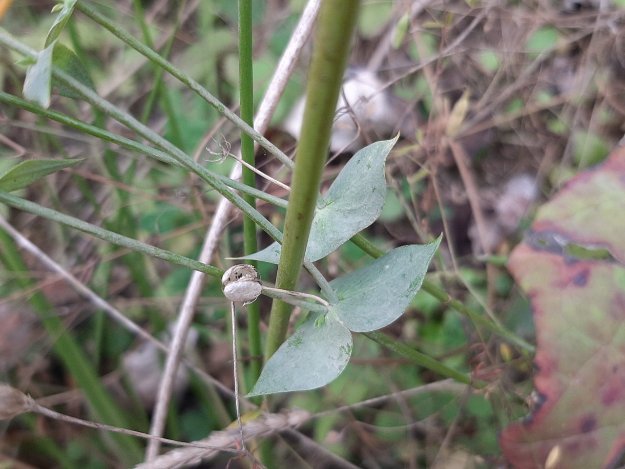 Blackstonia perfoliata