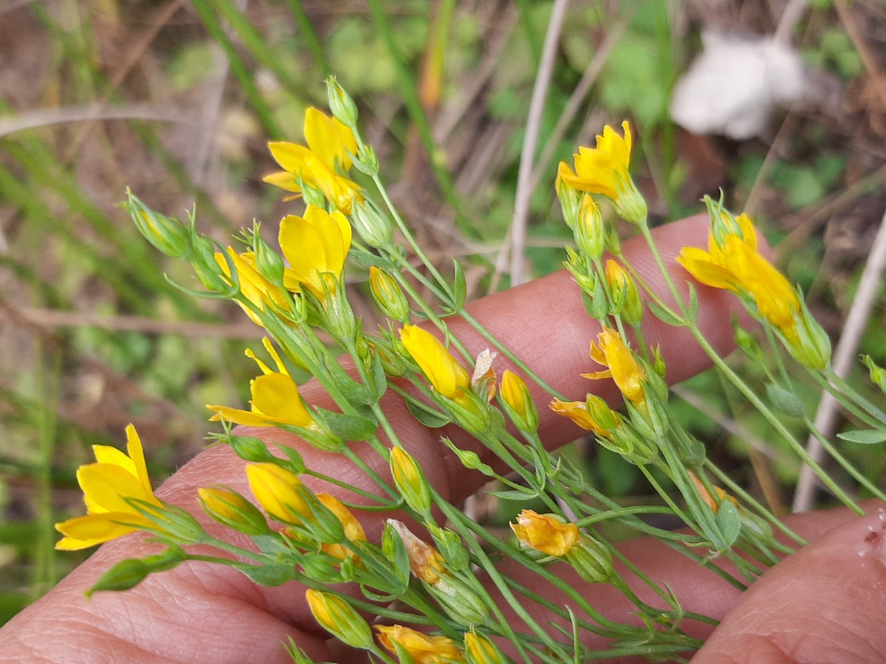 Blackstonia perfoliata