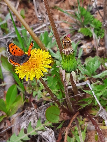 Taraxacum sp.