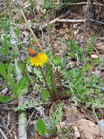 Taraxacum sp.