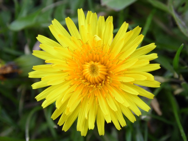 Taraxacum sp.