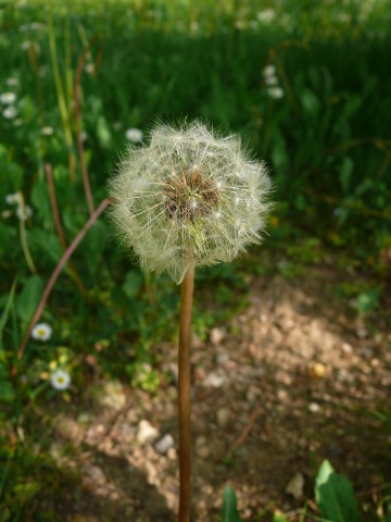 Taraxacum sp.