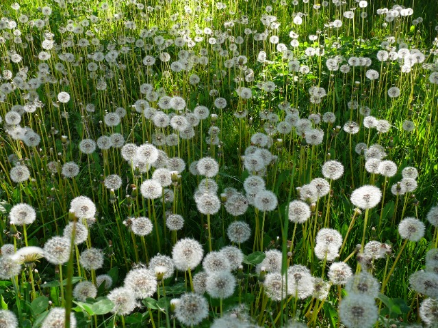 Taraxacum sp.