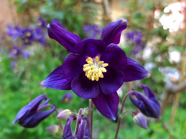 Aquilegia sp.