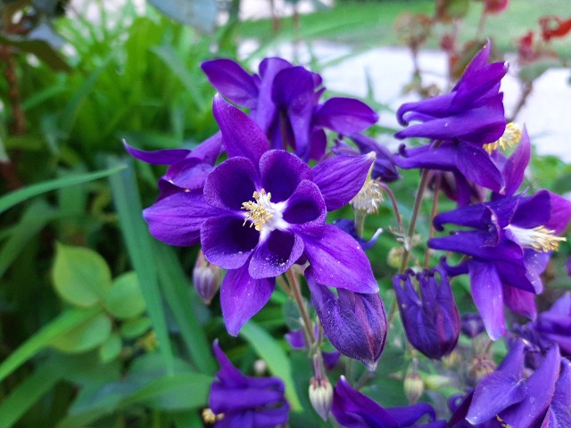 Aquilegia sp.