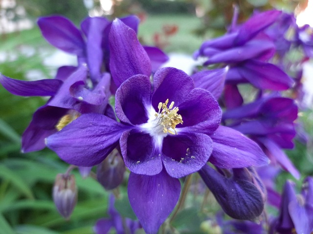 Aquilegia sp.