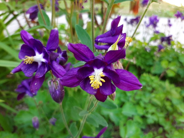 Aquilegia sp.