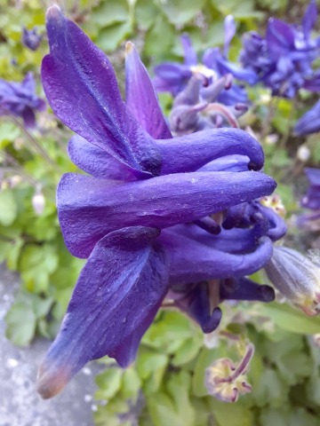 Aquilegia sp.