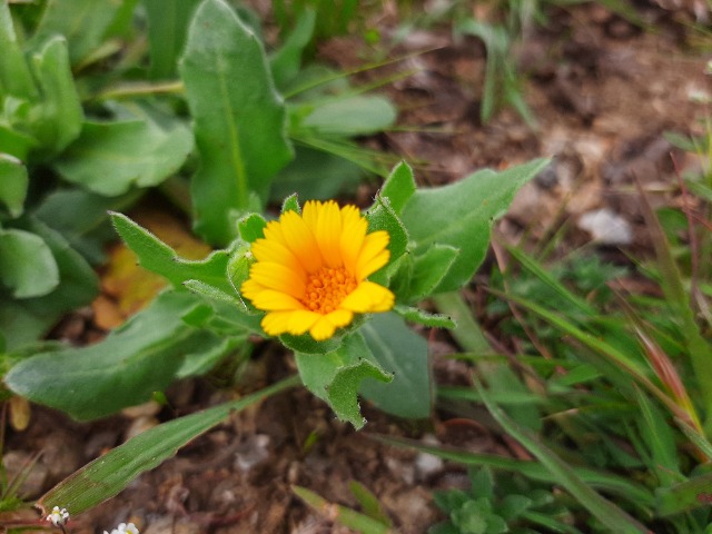 Calendula arvensis