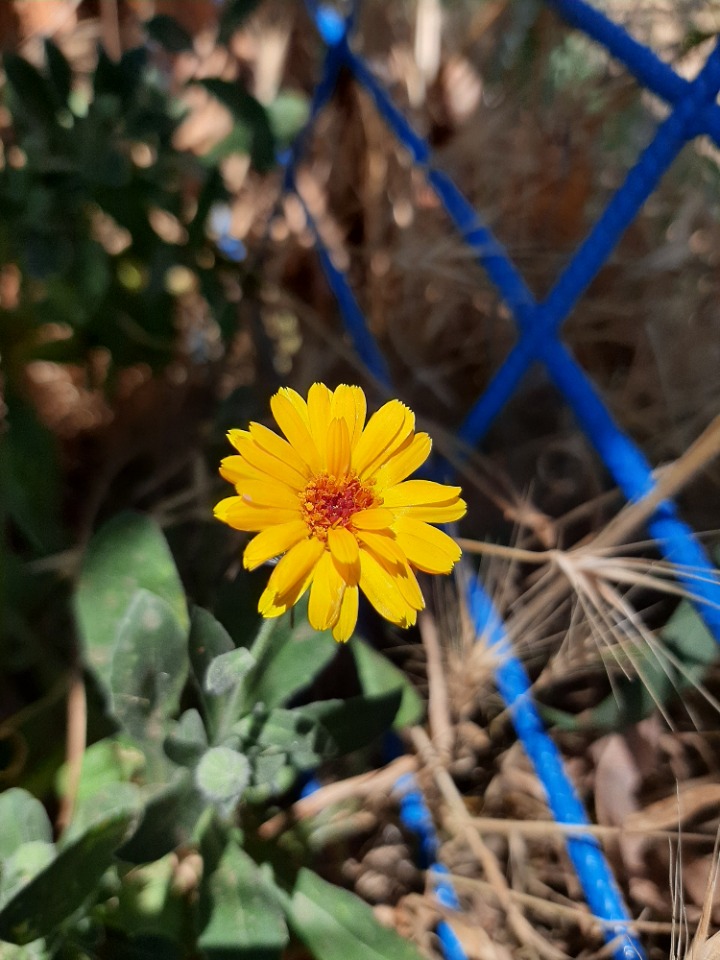 Calendula arvensis