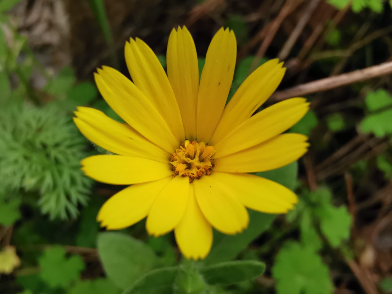 Calendula arvensis