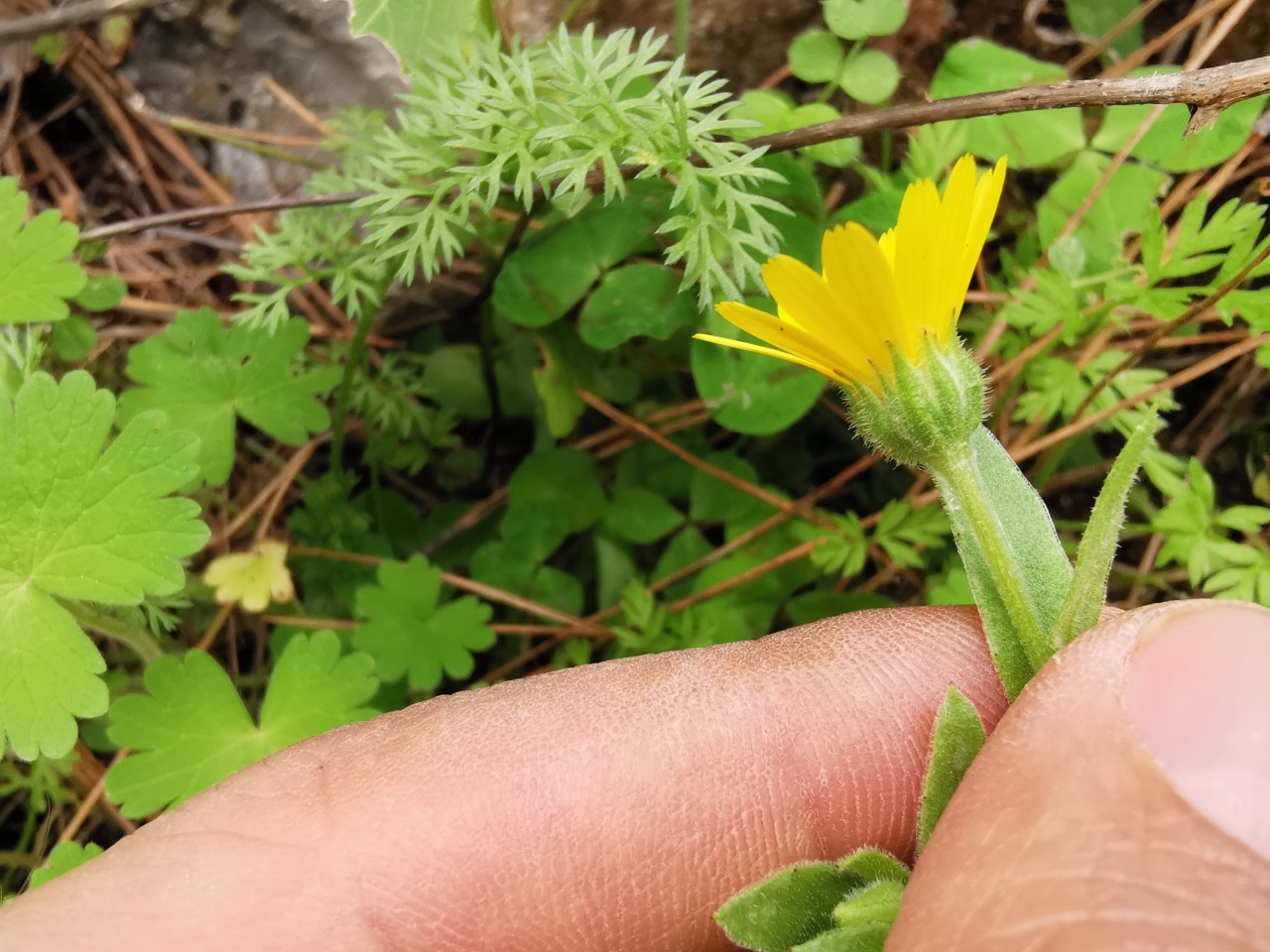 Calendula arvensis