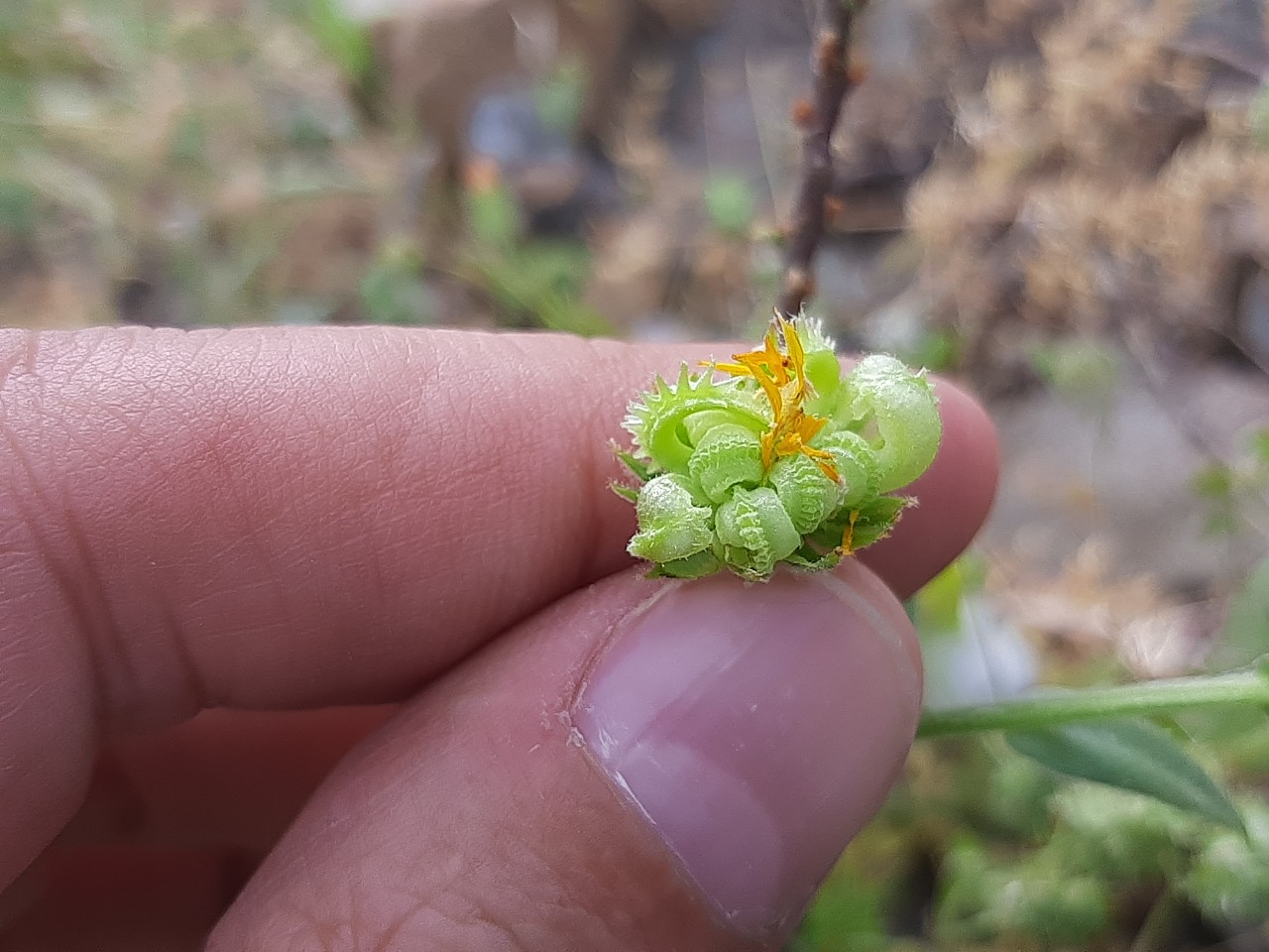 Calendula arvensis