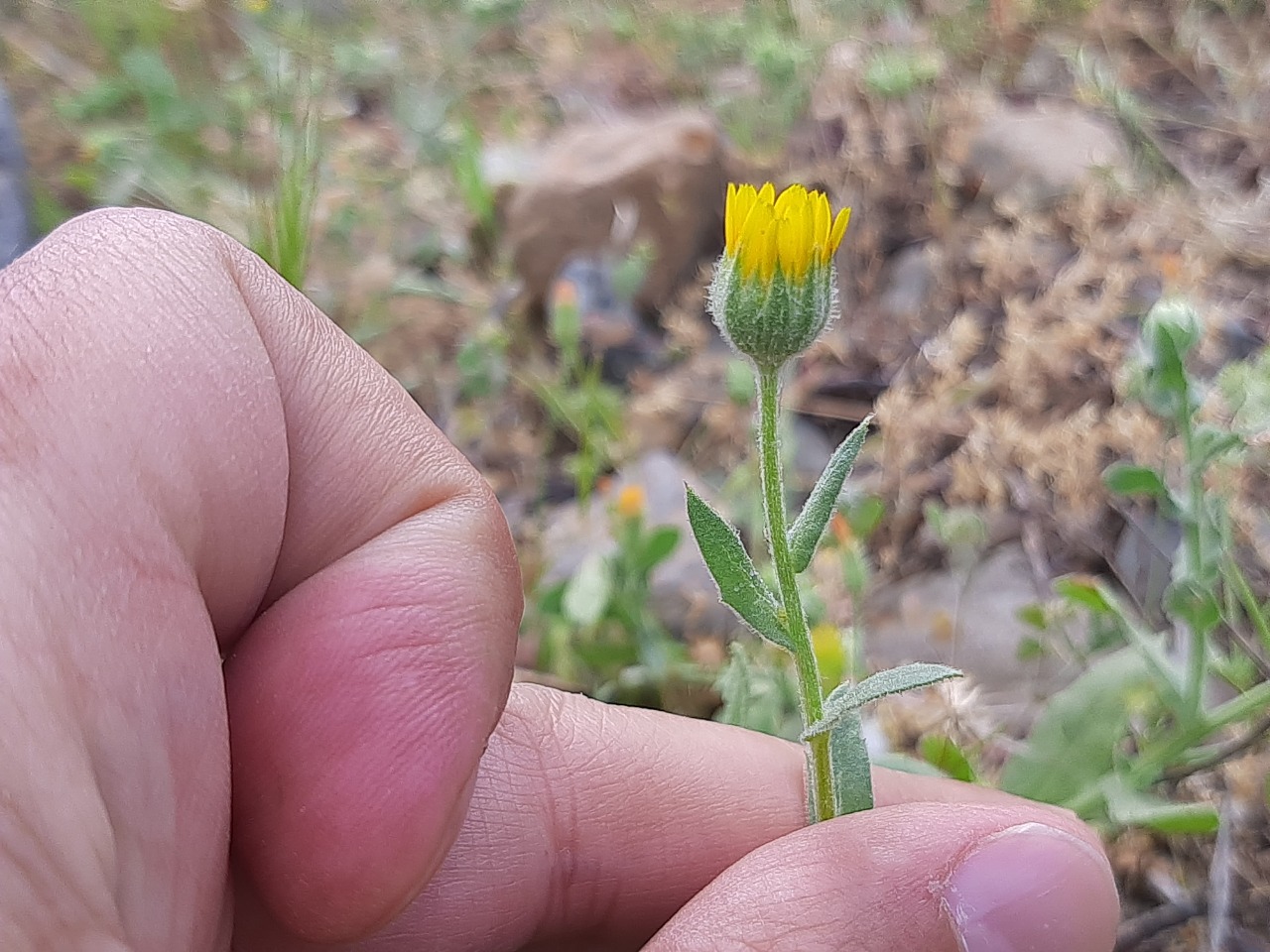 Calendula arvensis