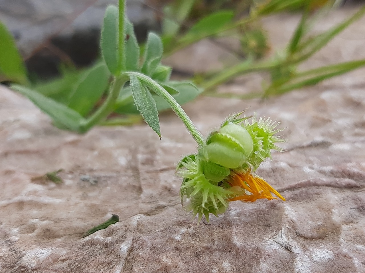 Calendula arvensis