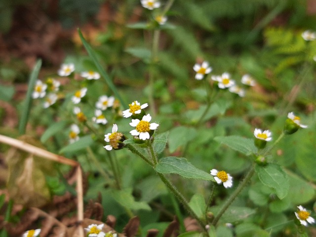 Galinsoga parviflora