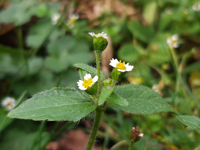 Galinsoga parviflora