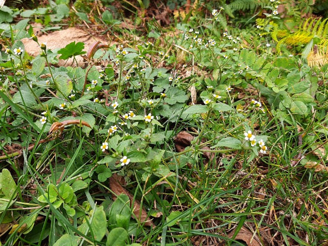 Galinsoga parviflora