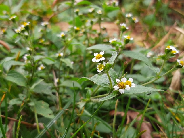 Galinsoga parviflora