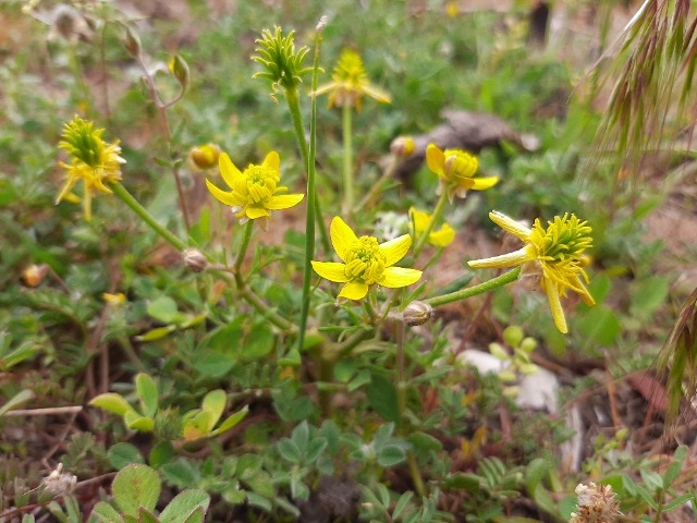 Ranunculus isthmicus