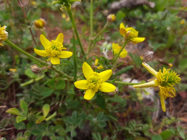 Ranunculus isthmicus