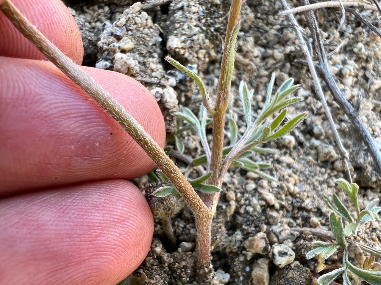 Ranunculus isthmicus