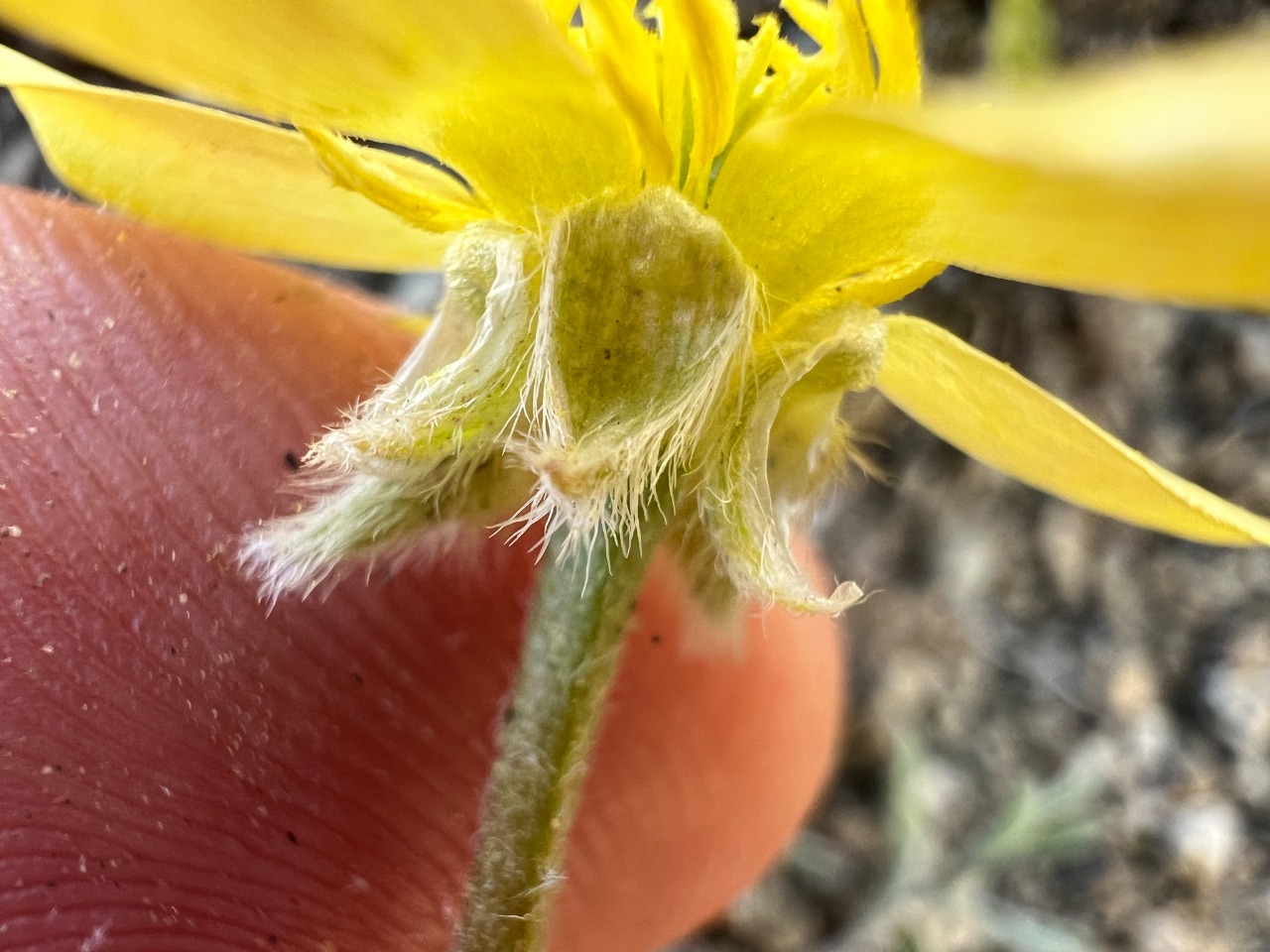 Ranunculus isthmicus