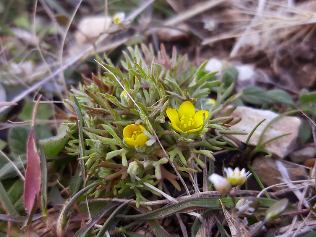 Ceratocephala falcata